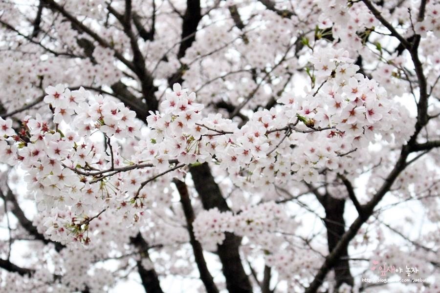 광주 첨단 봄나들이 장소, 쌍암공원에서 전동차 타고왔네요!^^