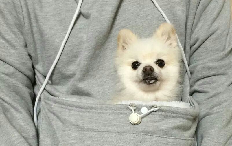 캥거루 후드