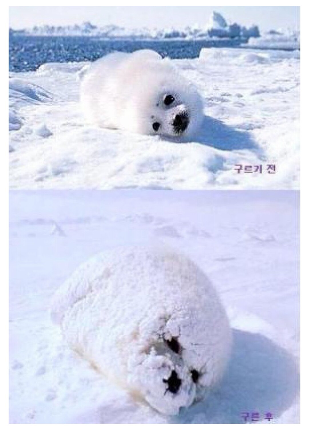 하프물범 구르기전과 후