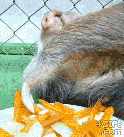 당근 먹는 나무늘보