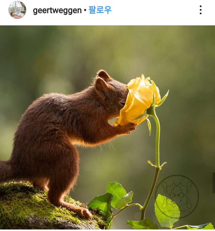 꽃향기