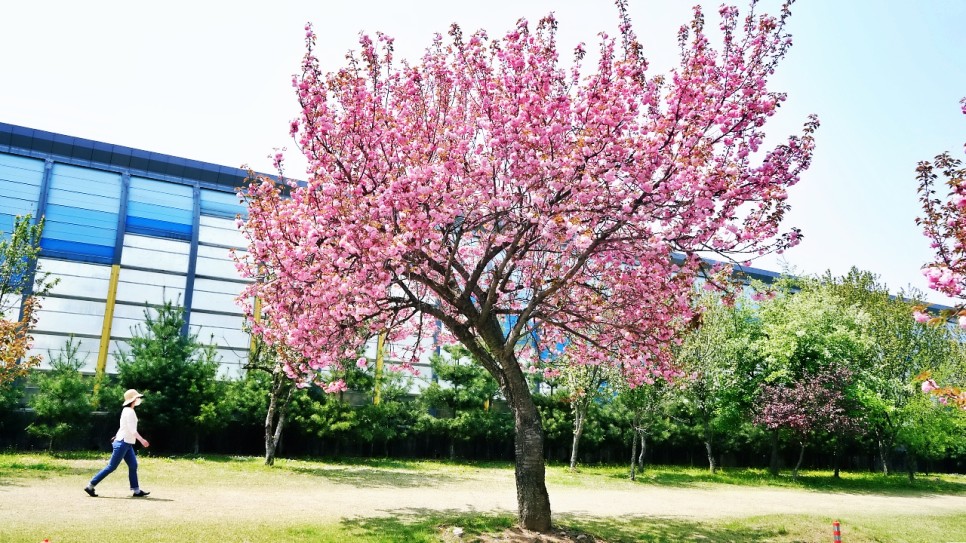 하남 미사 경정공원 겹벚꽃 미사리 조정경기장 경기도 꽃구경