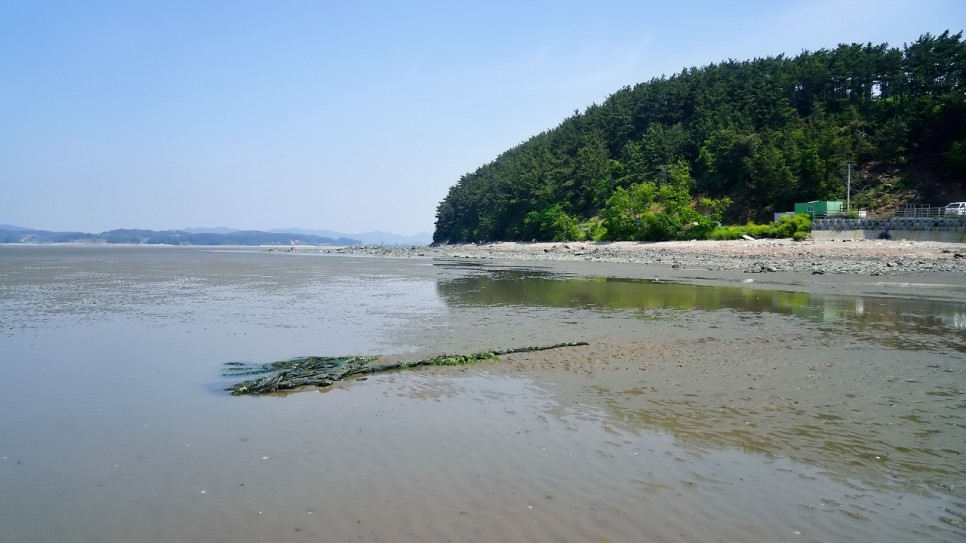 태안 가볼만한곳 진산리 갯벌체험장, 몽산포해수욕장. 몽산포항 수산시장-태안 여행 코스