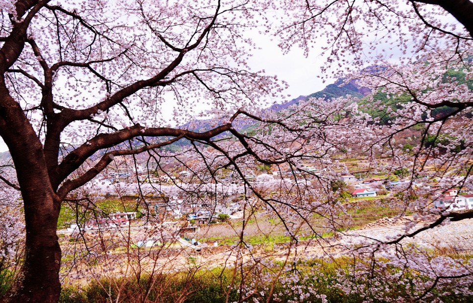 경남 여행 하동 가볼만한곳 십리벚꽃길 봄꽃구경 화개장터.녹차밭