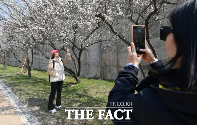 완연한 봄 날씨를 보이는 지난 19일 서울 성동구 하동매실거리를 찾은 시민들이 사진을 찍고 있다. /박헌우 기자