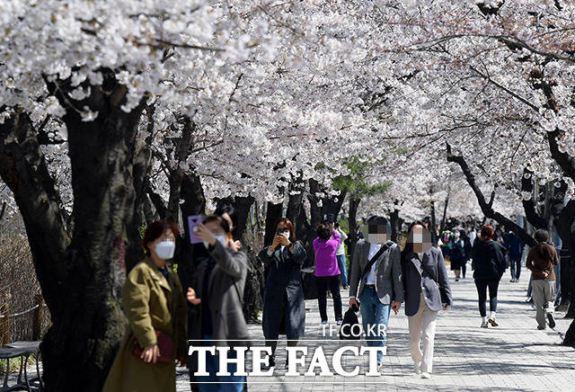 국회 인근 벚꽃길 서울 영등포구 여의서로를 찾은 시민들이 벚꽃길 산책을 하고 있다. /이선화 기자