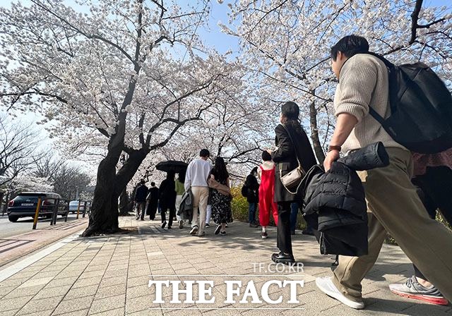 31일 오후 시민들이 서울 여의도 윤중로 벚꽃길을 걷고 있다. /김세정 기자