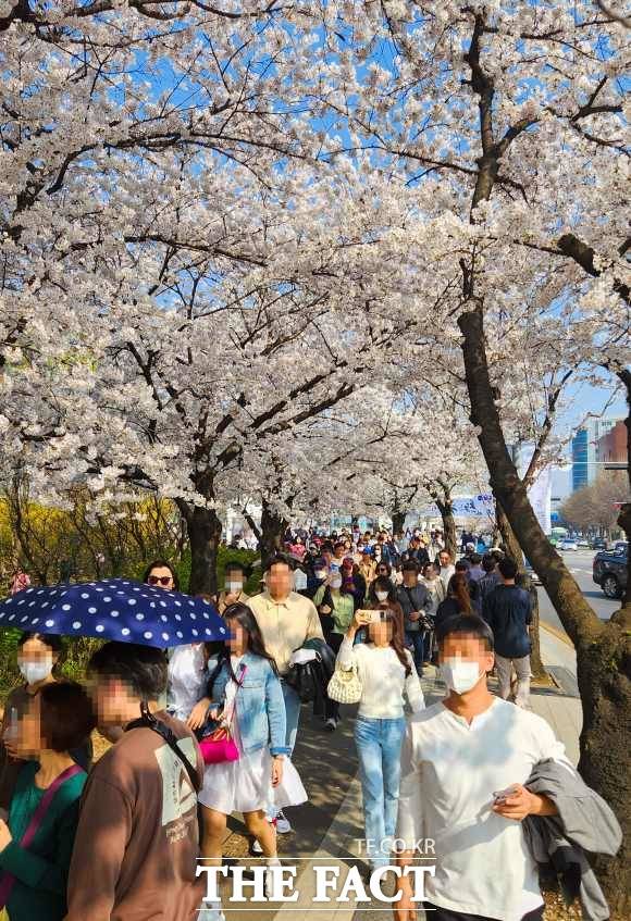 31일 오후 시민들이 서울 여의도 윤중로 벚꽃길을 걷고 있다. /김세정 기자
